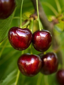 Süßkirsche ‘Regina’ - Zwergform (Gisela 5) - Wurzelnackte Pflanze