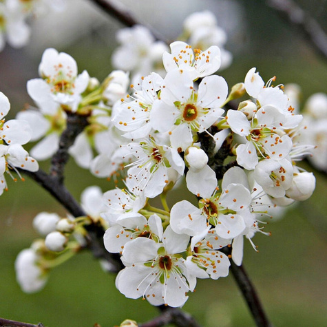 Pflaumenbaum Stanley - Wurzelnackte Pflanze