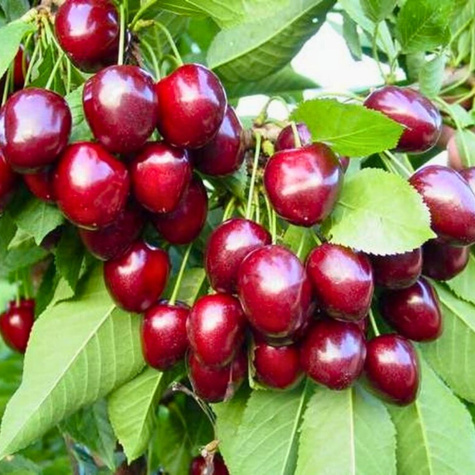 Säulenkirsche Zwerg Lapins (GISELA5) Obstbaum Süßkirschen 120 cm / 160 cm