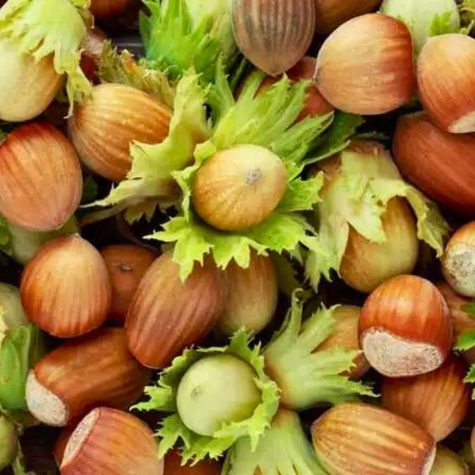 Haselnussbaum Joanna - Wurzelnackte Pflanze