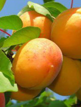 Aprikosenbaum Darina - Wurzelnackte Pflanze