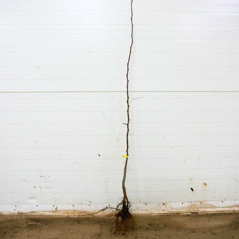 Birnenbaum Amfora - Wurzelnackte Pflanze