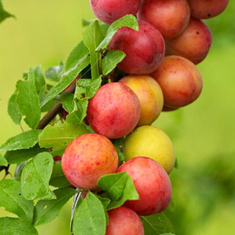 Säulen-Aprikosenpflaume Miracose - Wurzelnackte Pflanze