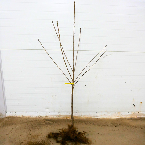 Süßkirsche Büttner’s Rote - Wurzelnackte Pflanze