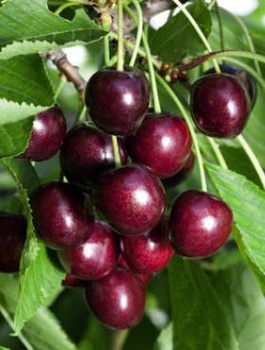 Süßkirsche Hedelfińska - Wurzelnackte Pflanze