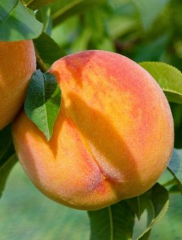 Pfirsichbaum Flamingo - Wurzelnackte Pflanze