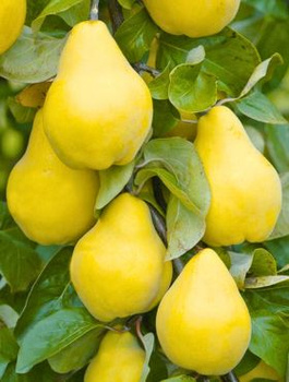 Birnenquitte Bereczki - Wurzelnackte Pflanze