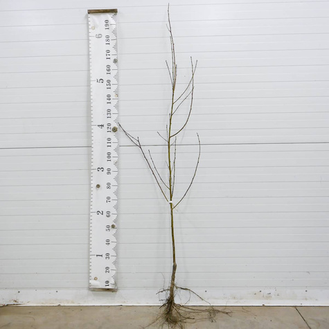 Nektarinenbaum Flatryna - Wurzelnackte Pflanze