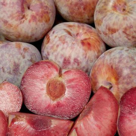 Pflaumenaprikose Plumcot - Wurzelnackte Pflanze