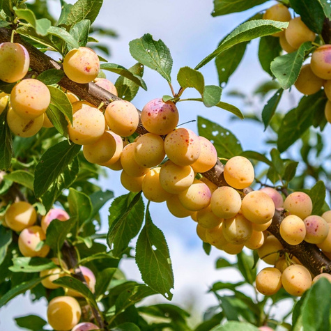 Pflaumenbaum Nancy Obstbaum Pflaume 80cm / 140cm