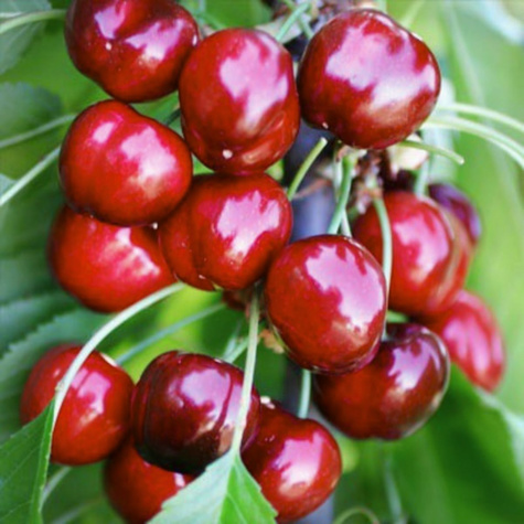 Säulenkirsche Zwerg Burlat (GISELA5) Obstbaum Süßkirschen 120 cm / 160 cm