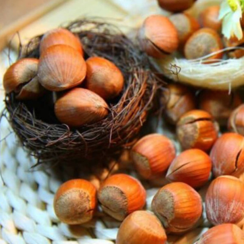 Haselnuss ‚Barcelona' - Wurzelnackte Pflanze