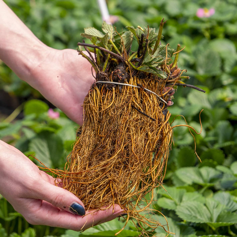 10 Stk. Erdbeerpflanze 'Hossa' - Immertragende