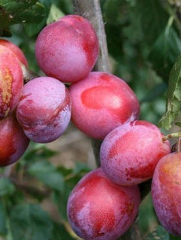 Pflaumenbaum Opal - Wurzelnackte Pflanze