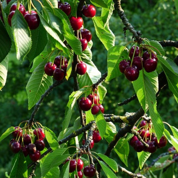 Sauerkirsche Kelleris 16 - Wurzelnackte Pflanze