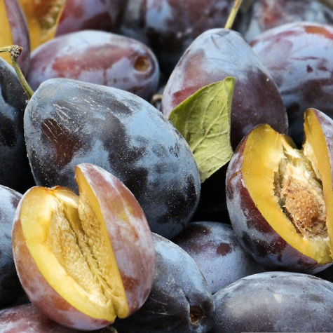 Pflaumenbaum Ungarn Wangenheima Obstbaum Pflaume 80cm / 140cm