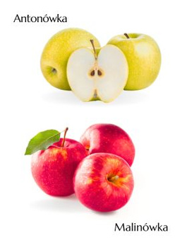 Duo Apfelbaum Antonówka + Malinówka (Himbeerapfel) - Wurzelnackte Pflanze
