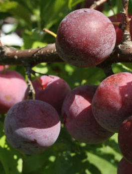 Japanischer Pflaumenbaum Angelo - Wurzelnackte Pflanze