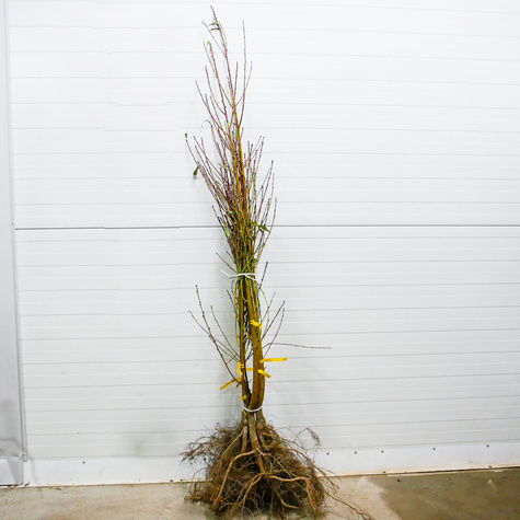 Pfirsichbaum „Redhaven“ - Wurzelnackte Pflanze