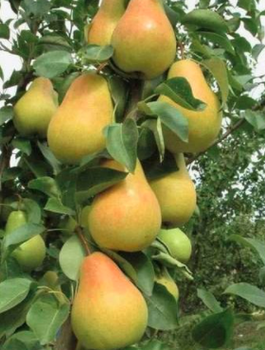 Säulen-Birnenbaum Saphira - Wurzelnackte Pflanze