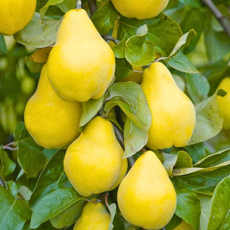 Birnenquitte Bereczki - Obstbaum im Topf
