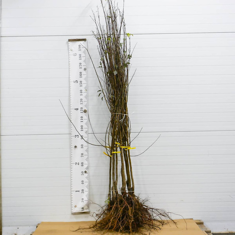 Pflaumenaprikose Dapple Dandy - Wurzelnackte Pflanze