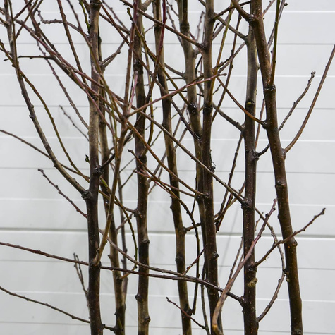 Pflaumenbaum Jojo - Wurzelnackte Pflanze