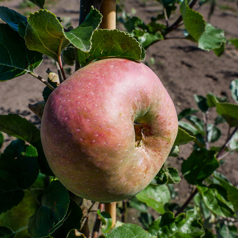 Apfelbaum ‚Kronselska’ (Gravensteiner) - Wurzelnackte Pflanze