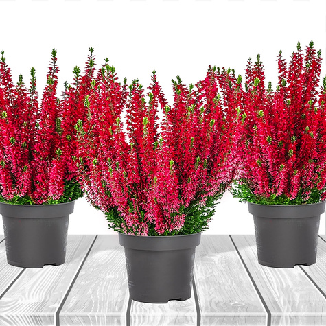 3x Rote Knospenheide – Pflanzenset