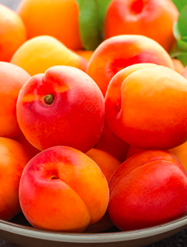 Säulen-Aprikosenbaum Compacta - Wurzelnackte Pflanzen