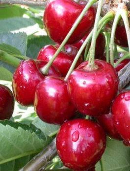 Sauerkirsche "Polnische Szklanka" – wurzelnackte Pflanze