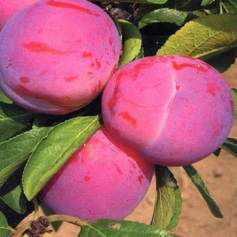 Pflaume Jerozolimka Pfirsich-Reneklode - Wurzelnackte Pflanze