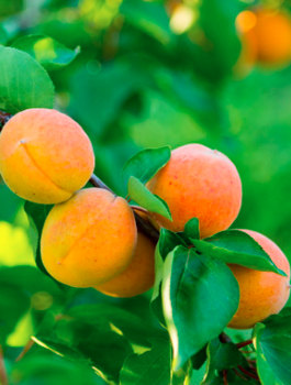 Zwerg-Aprikose Aprigold - Wurzelnackte Pflanze