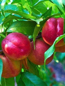 Nektarine Fantasia - Wurzelnackte Pflanze