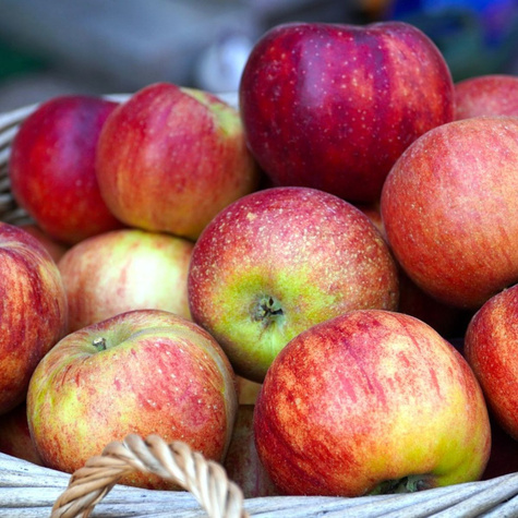 Apfelbaum Lobo - Wurzelnackte Pflanze