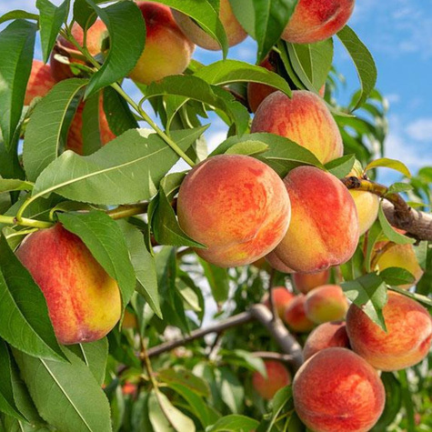 Pfirsichbaum Reliance - Wurzelnackte Pflanze 