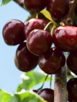 Säulenkirsche Victoria - Wurzelnackte Pflanze