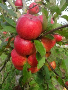 Apfelbaum Topaz - Wurzelnackte Pflanze