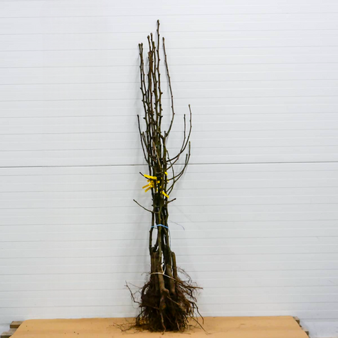 Asiatische Birne 'Chojuro' - Wurzelnackte Pflanze