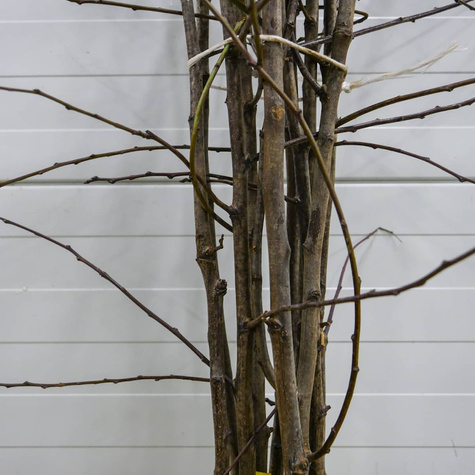 Pflaumenbaum Stanley - Wurzelnackte Pflanze