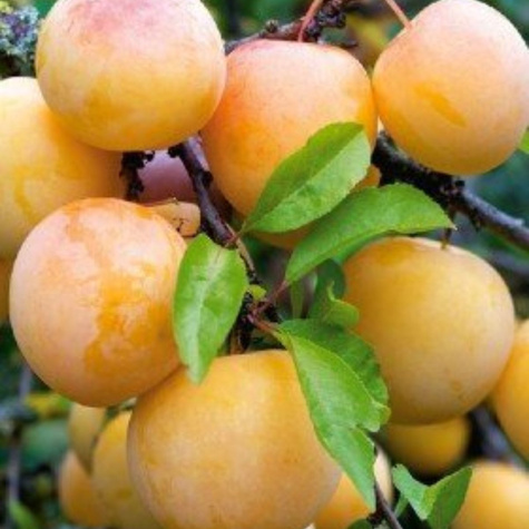 Pflaumenbaum ‘Węgierka Biała’ - Wurzelnackte Pflanze