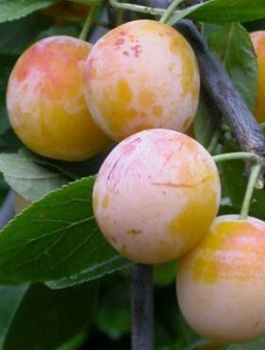 Pflaumenbaum Mirabelle von Nancy - Wurzelnackte Pflanze
