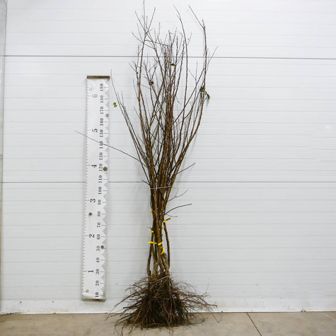 Afrikosenbaum Früh aus Morden - Wurzelnackte Pflanze