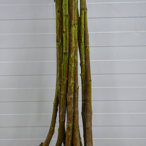 Pfirsichbaum „Redhaven“ - Wurzelnackte Pflanze