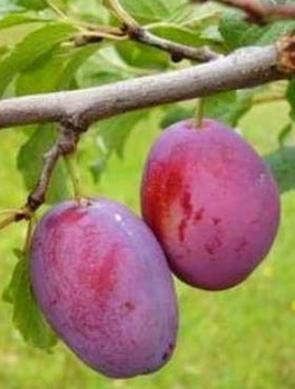 Pflaumenbaum Čačanska Rana - Wurzelnackte Pflanze