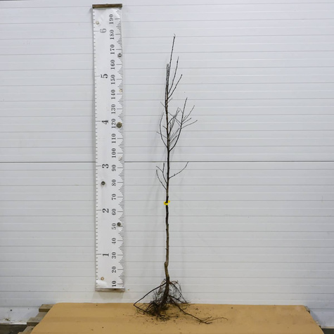 Pflaumenbaum Stanley - Wurzelnackte Pflanze