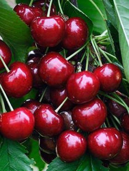 Süßkirsche Schneider - Wurzelnackte Pflanze