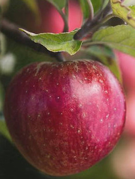 Apfelbaum Red Prince - Wurzelnackte Pflanze