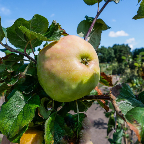 Apfelbaum Antonówka - Wurzelnackte Pflanze