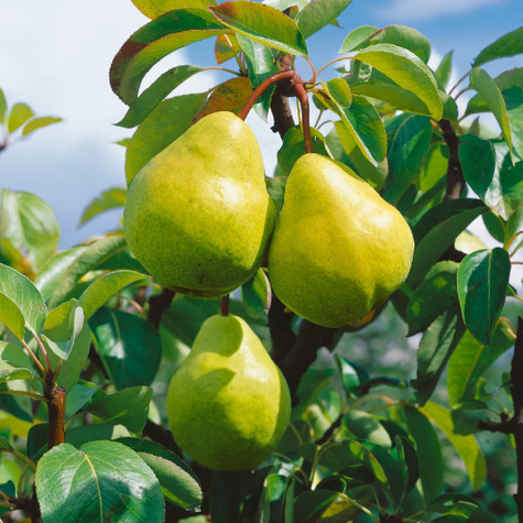 Birnenbaum Blanka - Wurzelnackte Pflanze